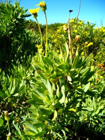 Othonna dentata lavish vertical growth