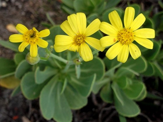 Othonna dentata daisies in your face