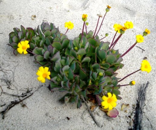 Othonna dentata