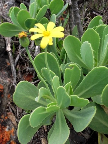 Othonna dentata ascending leaves