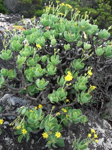 Othonna dentata old shrublet