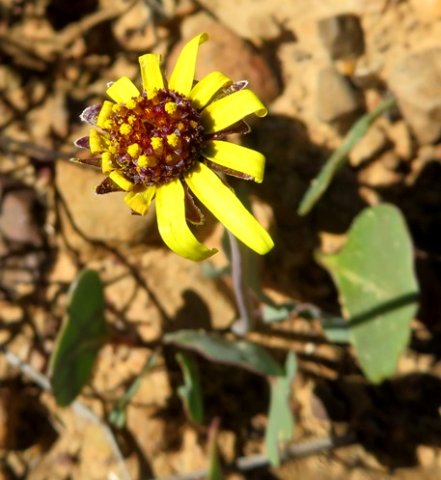 Othonna hederifolia flowerhead red disc 