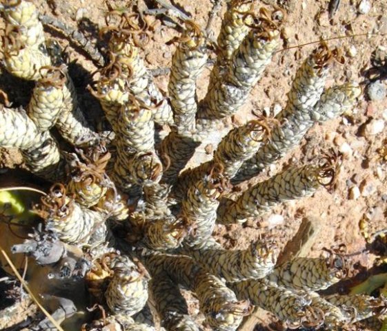 Othonna lepidocaulis in summer rest