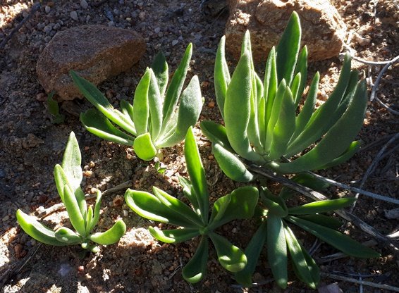 Othonna lobata, a close family or a buried secret