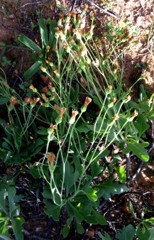 Othonna lobata successful season