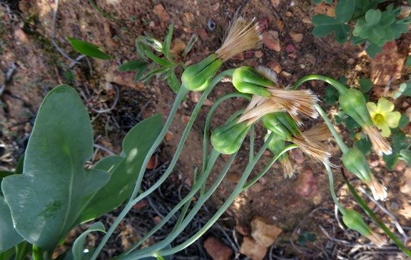 Othonna lobata fruiting
