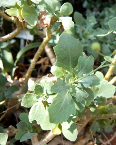 Othonna lobata stems