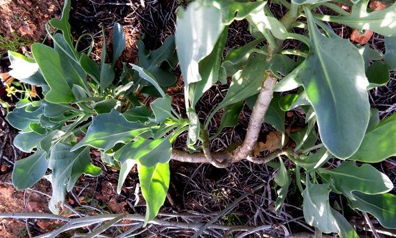 Othonna lobata stems