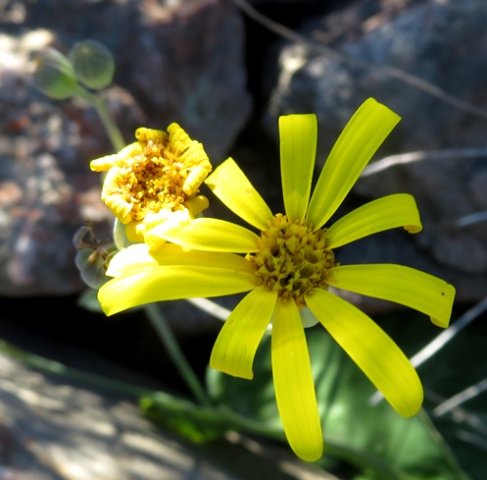 Othonna macrophylla flowerheads