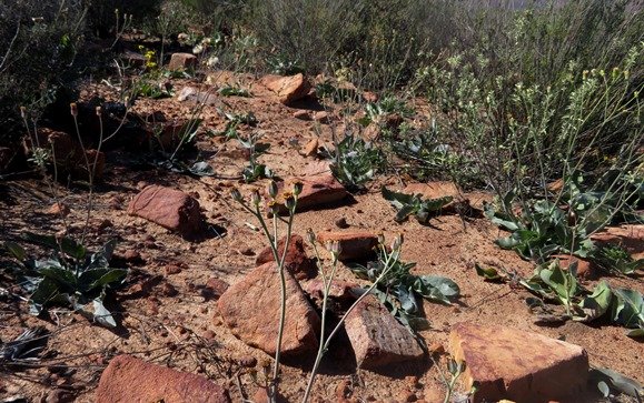 Othonna macrophylla in succulent shrubland