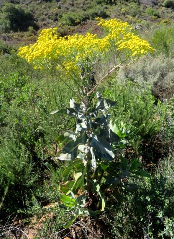 Othonna parviflora
