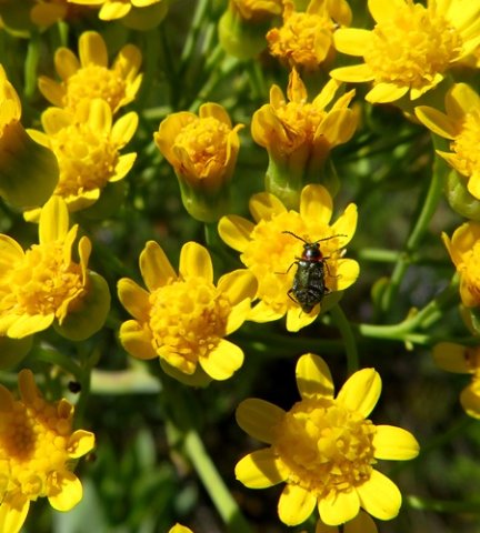 Othonna parviflora flowerheads