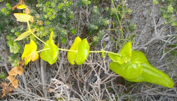Othonna perfoliata life happening