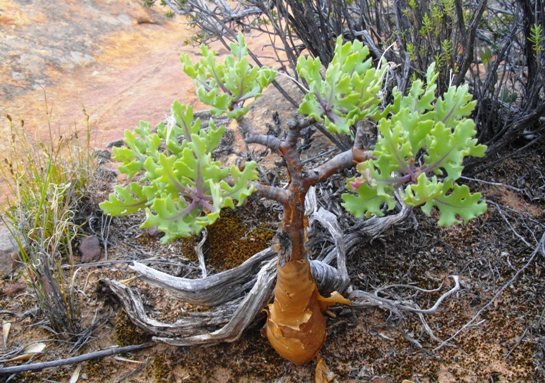Othonna quercifolia