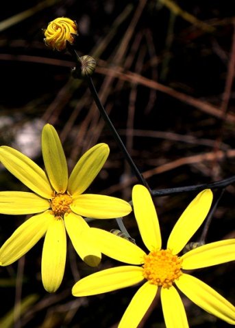 Othonna quinquedentata flowerheads and buds