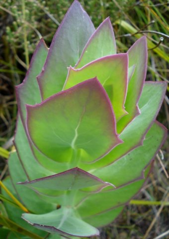 Othonna quinquedentata living up to its name