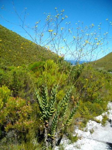 Othonna quinquedentata