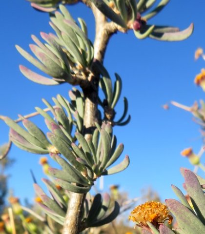 Othonna ramulosa leaf clusters