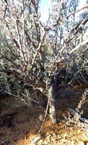 Othonna ramulosa stem base
