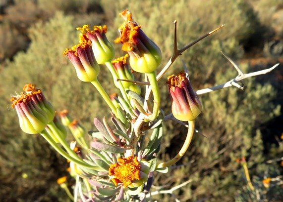 Othonna ramulosa yesterdays dry growth remains