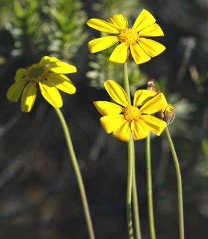 Othonna species nova (vanillodora) flowerheads
