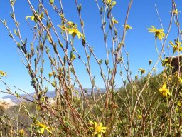 Othonna coronopifolia sparse stems