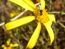 Othonna coronopifolia flowerhead