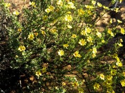 Othonna coronopifolia