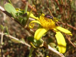 Othonna coronopifolia fulfilling a contract
