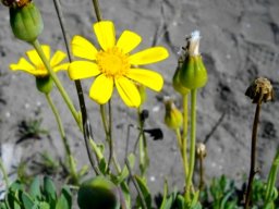 Othonna dentata flowerheads young and old