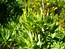 Othonna dentata lavish vertical growth