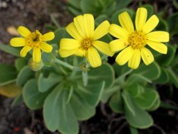 Othonna dentata daisies in your face