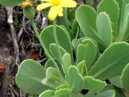Othonna dentata ascending leaves