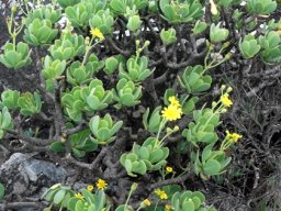 Othonna dentata old shrublet