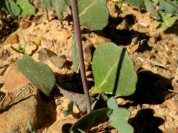 Othonna hederifolia leaves