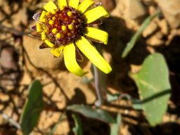 Othonna hederifolia flowerhead red disc 