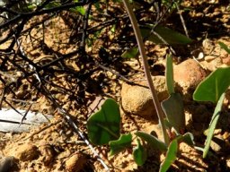 Othonna hederifolia