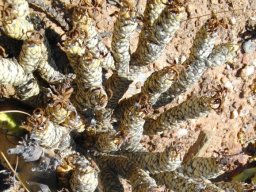 Othonna lepidocaulis in summer rest