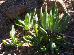 Othonna lobata, a close family or a buried secret