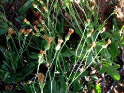 Othonna lobata successful season