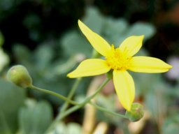 Othonna lobata flowerhead