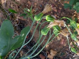 Othonna lobata fruiting
