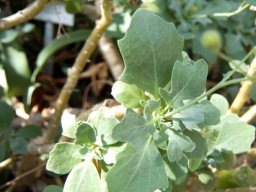 Othonna lobata stems