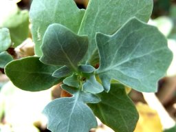 Othonna lobata leaves
