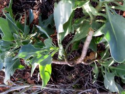 Othonna lobata stems