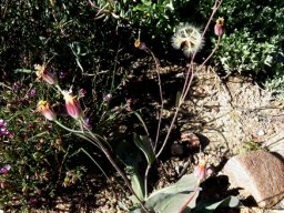 Othonna macrophylla