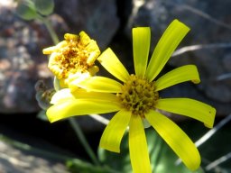 Othonna macrophylla flowerheads