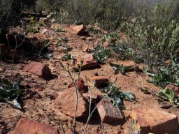 Othonna macrophylla in succulent shrubland