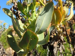 Othonna parviflora leaves in different stages