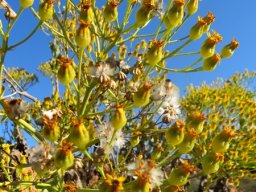 Othonna parviflora inflorescence fruiting